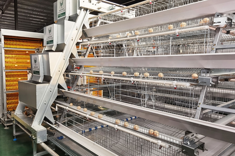 Automatic Egg Collection System Poultry Egg Collection Machine