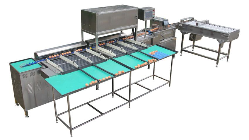 Automatic Egg Graders & Candlers