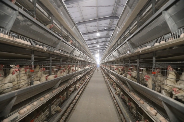 10 Advantages of Raising Chickens in Battery Cages