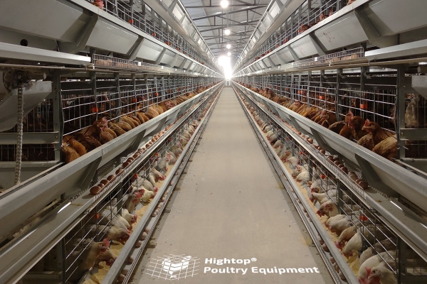 Fully Automatic Layer Poultry Farm Equipment For Chicken Farming 