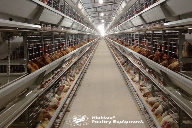 a-comprehensive-guide-to-modern-poultry-equipment-and-technology