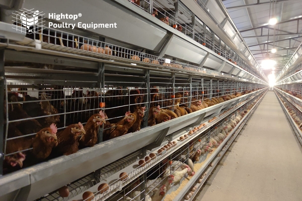 Fully Automatic Layer Poultry Farm Equipment For Chicken Farming 9280