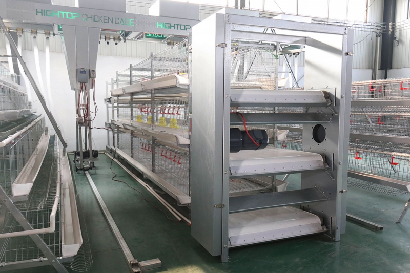 Fully Automatic Layer Poultry Farm Equipment for Chicken Farming