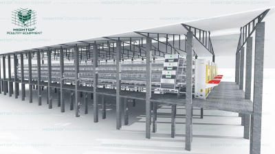 Fully Automatic Layer Poultry Farm Equipment for Chicken Farming