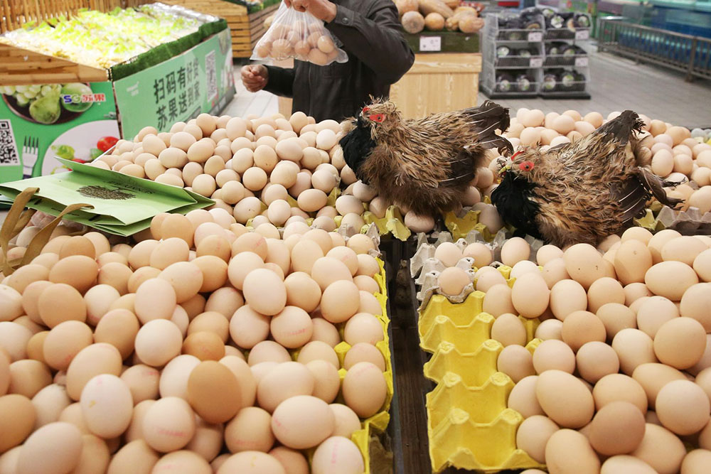 Selling free-range eggs online - Poultry World