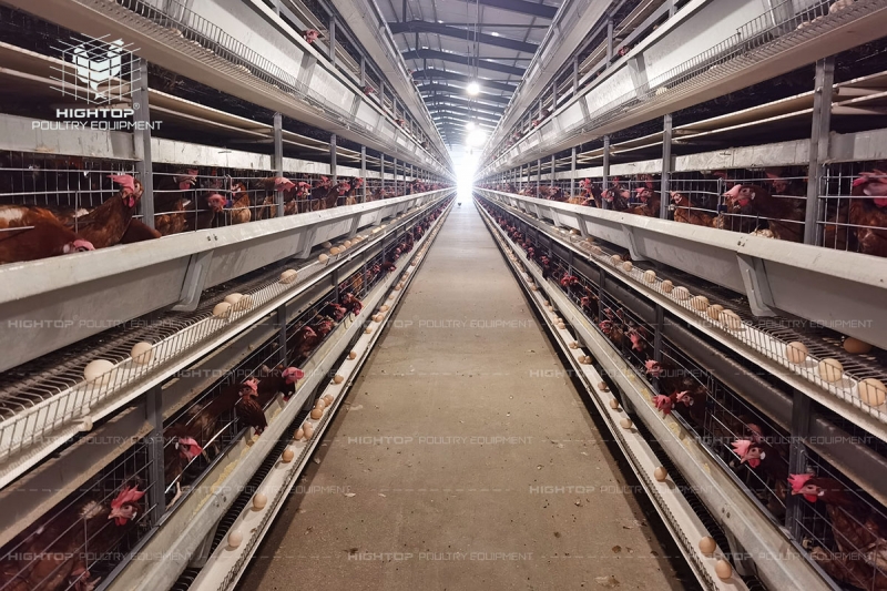 Fully Automatic Chicken Farm Equipment Project in China - Hightop ...