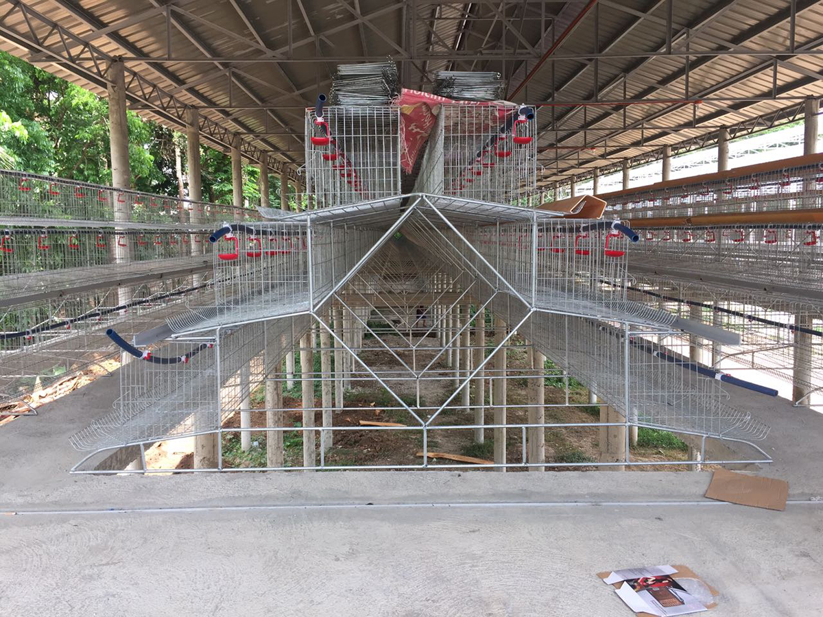 layer chicken cage in philippines