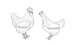 Chickens