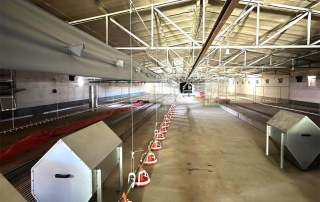 Chicken floor breeder system house display