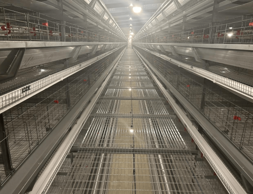 Hightop’s super high-rise laying hen house case study in China