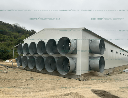 30,000 automated layer farm in Ecuador