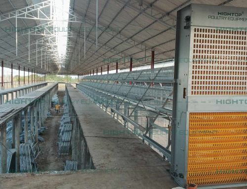 18,000 automatic layer cage chicken house