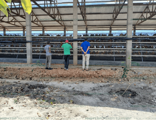 Tanzania 12,800 Type A layer chicken cage farm