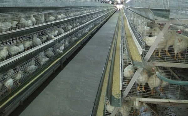 Broiler Cage System For Sale - Poultry Farm Equipment