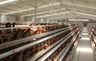 chicken egg farm