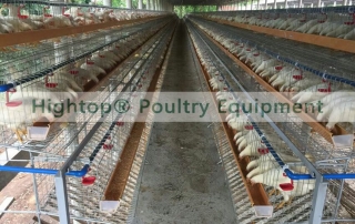 How to Buy a High-quality Equipment of Chicken Feed Line? - Livi Poultry  Farming Equipment