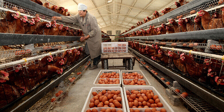 egg production farm business plan